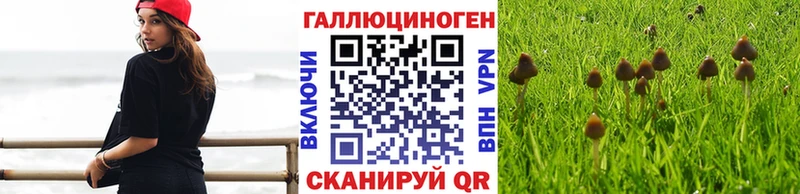 Псилоцибиновые грибы мицелий цены наркотик Краснознаменск